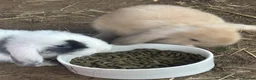 Mini Lop rabbits for sale: Gorgeous mini lop doe  - Advert 3