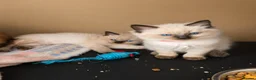 Ragdoll cats for sale: Beautiful Ragdoll Kittens in Edinburgh - Advert 9