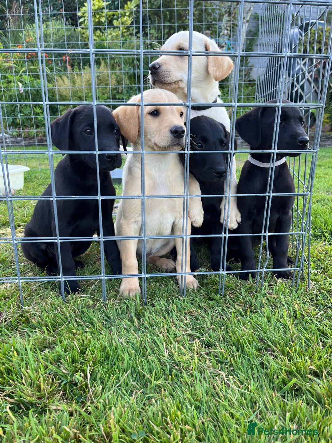 Labrador Retriever dogs for sale: Stunning pedigree labradors - Image 8