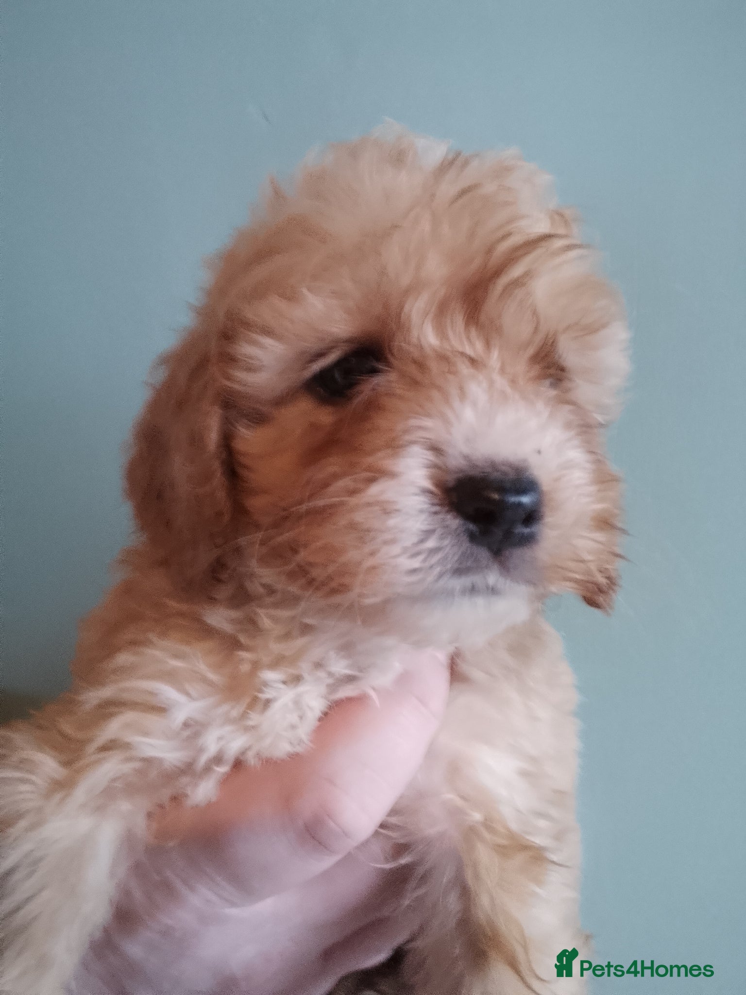 Cockapoo dogs Stunning cockapoos - Advert 3