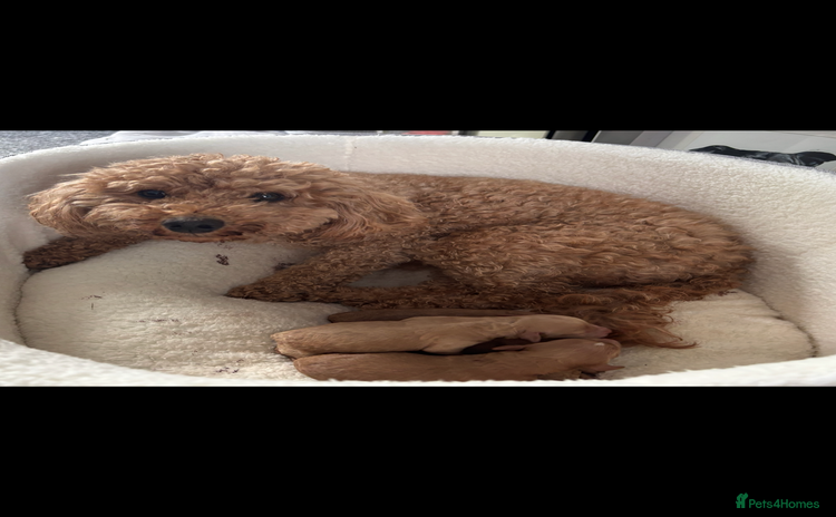 Poochon dogs - Advert 1