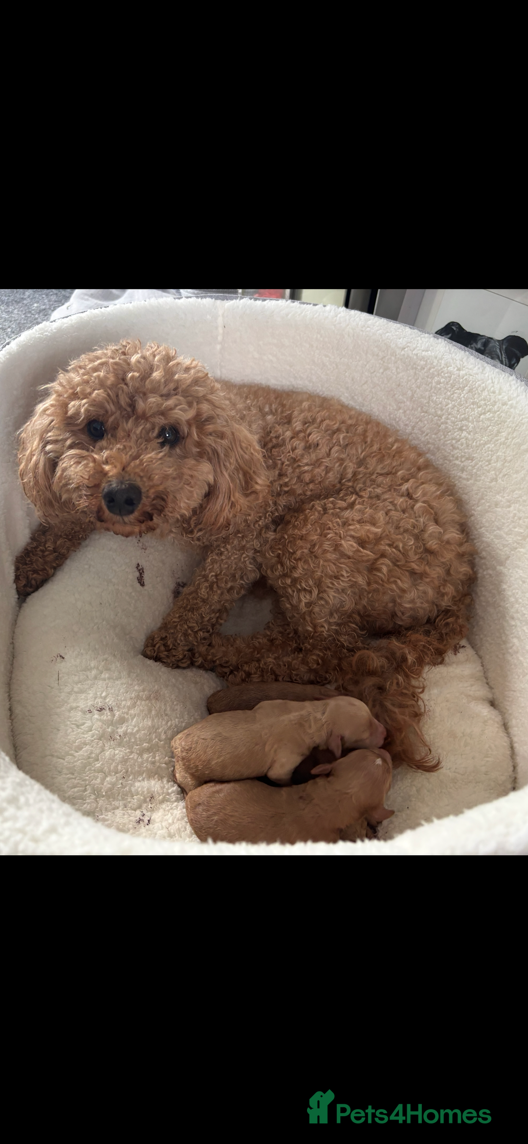 Poochon dogs for sale: Gorgeous litter of F1BB Poochons  - Image 1