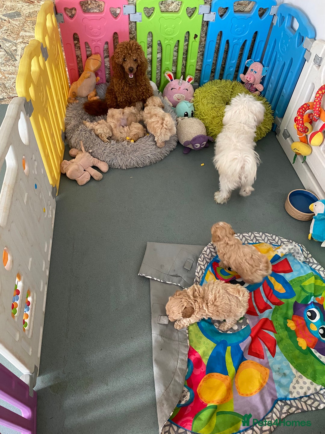 Maltipoo dogs for sale: Beautiful Apricot Maltipoo puppies. - Image 11