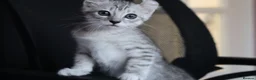 American Curl cats for sale: Pure American curl kittens  - Advert 15