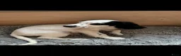 Sprocker dogs for sale: 7 beautiful Sprocker pups - Advert 2