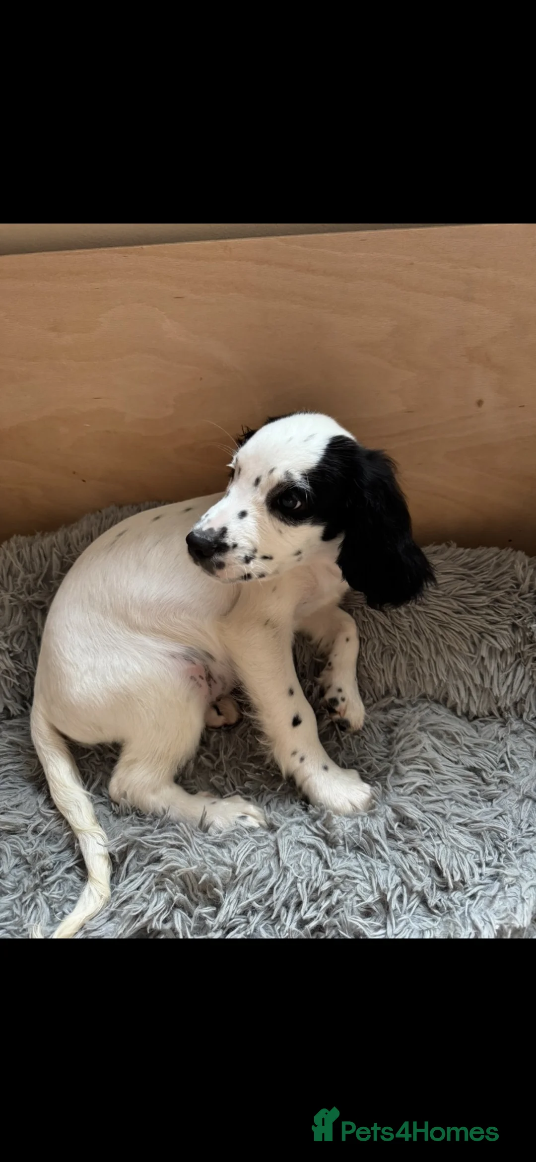 Sprocker dogs for sale: 7 beautiful Sprocker pups - Advert 2