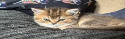 British Longhair cats for sale: Golden Tipped British Longhair/Shorthair Kittens in Okehampton - Advert 5