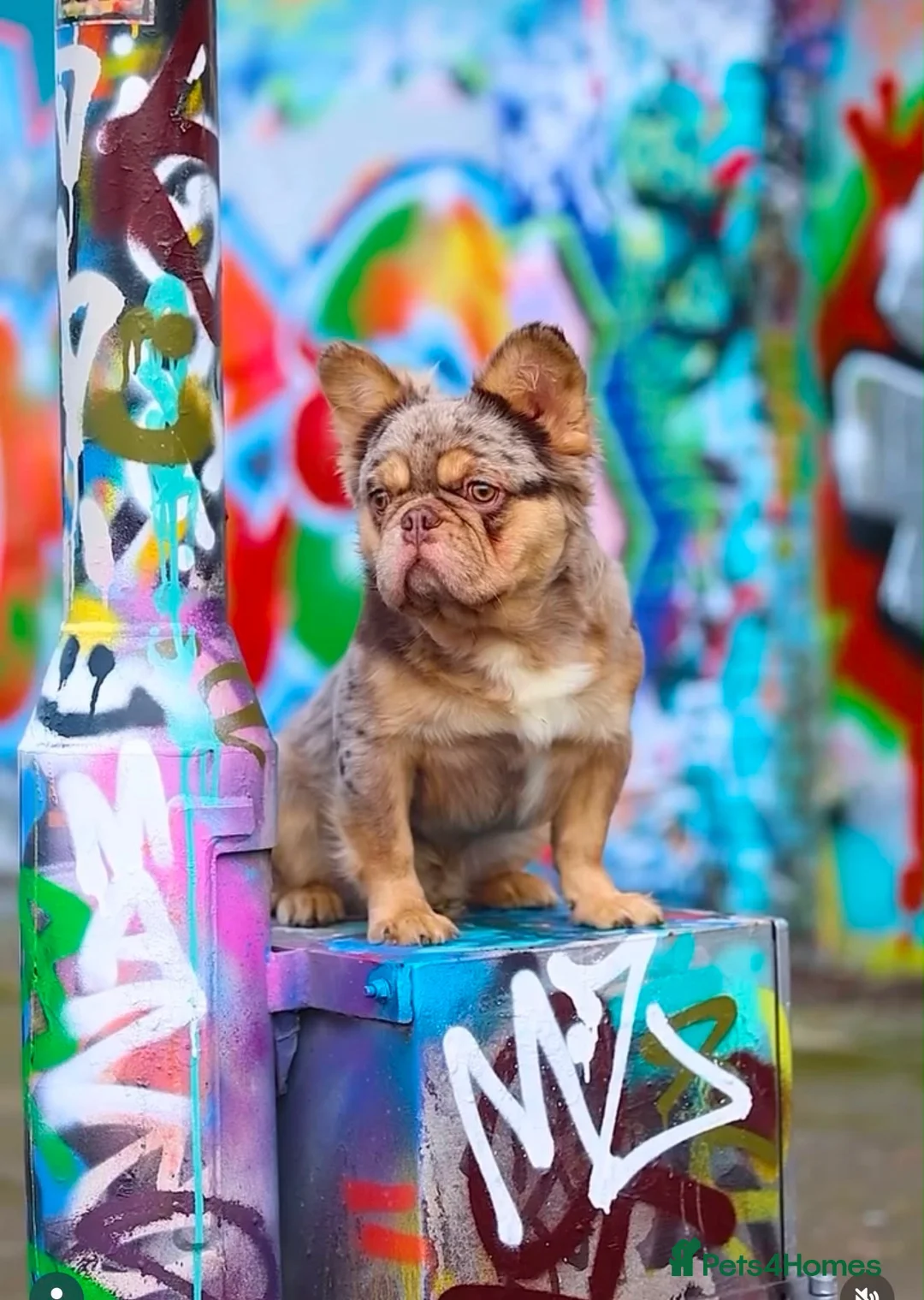 French Bulldog dogs for sale: Fluffy French Bull dogs HIGH QUALITY FRENCHIE in Ashford - Advert 17