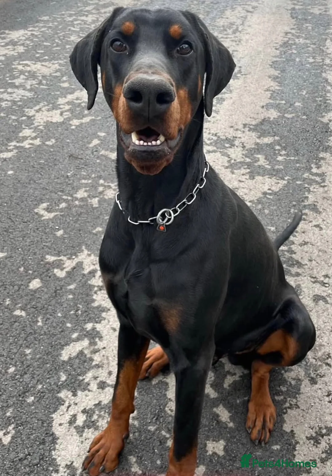 Dobermann dogs for stud: Working Doberman for Stud - Health Tested & Titled in Tonbridge - Advert 2