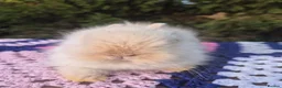 Angora rabbits for sale: 💓OUTSTANDING TEDDYDWERG, IMPORTED PARENTS💙  - Advert 15