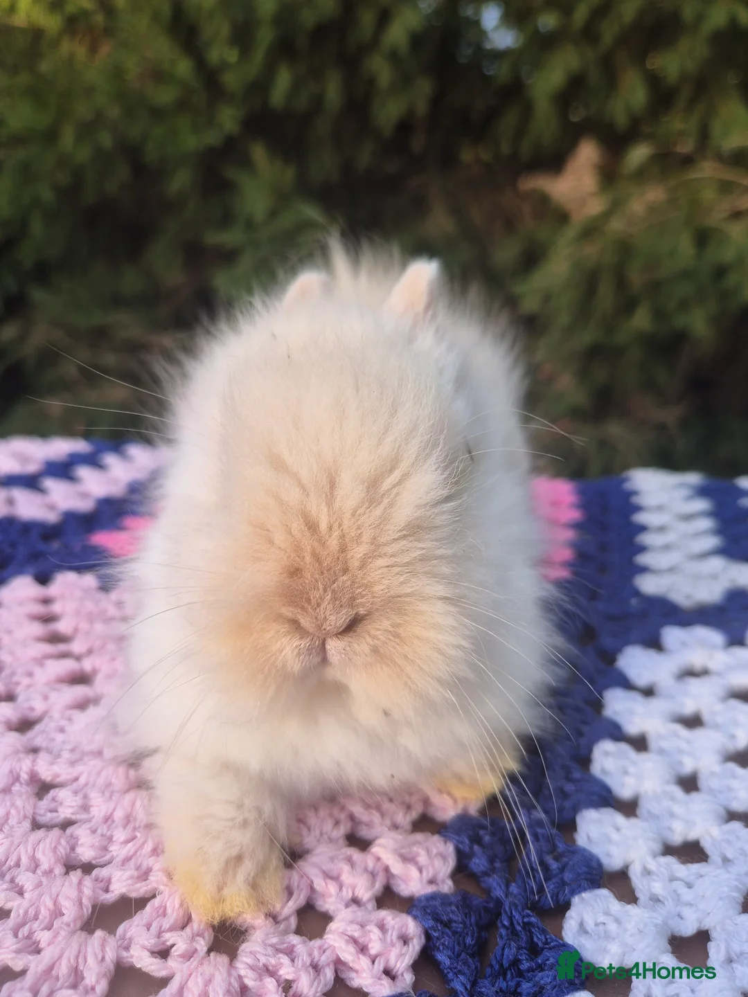 Angora rabbits for sale: 💓OUTSTANDING TEDDYDWERG, IMPORTED PARENTS💙  - Advert 15