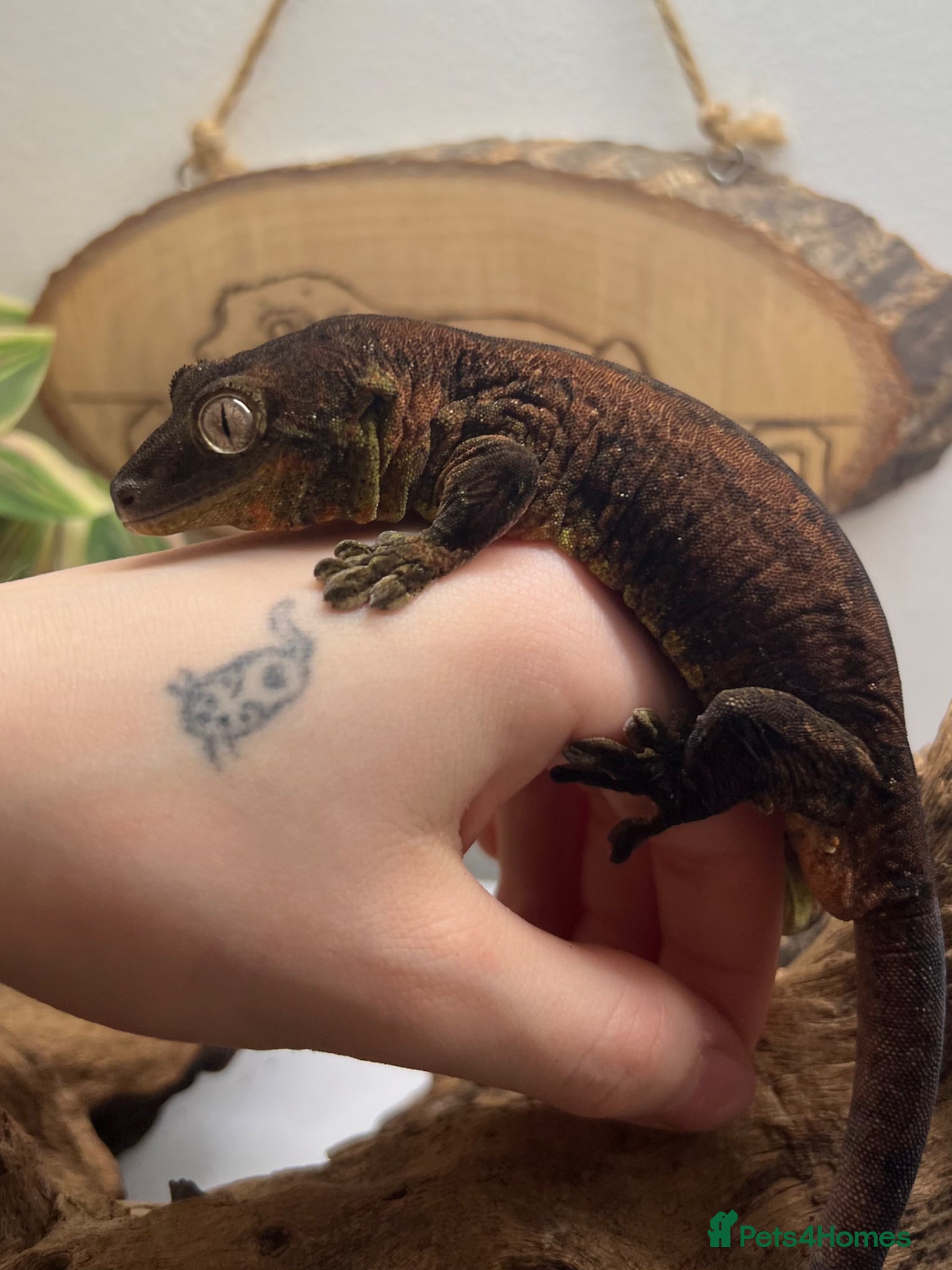 Gecko reptiles CB22 Pine Island Chahoua Gecko - Advert 2