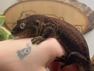 Gecko reptiles CB22 Pine Island Chahoua Gecko - Advert 2