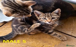 Mixed Breed cats for sale: Maine Coon X Kittens  in Coventry - Image 11
