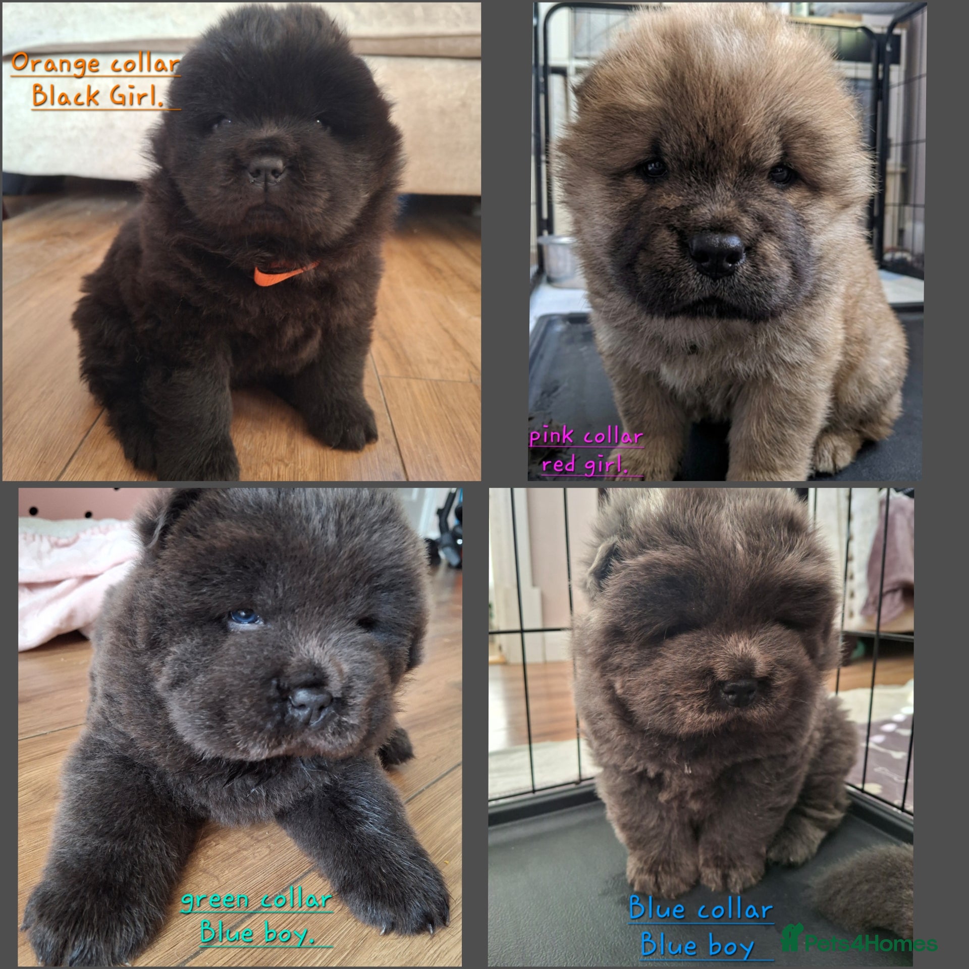 Chow Chow dogs Stunning Chow Chow puppies  - Advert 7