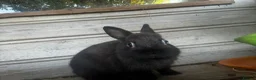 Netherland Dwarf rabbits for sale: A beautiful netherland dwarf bunny for sale🐰 - Advert 4