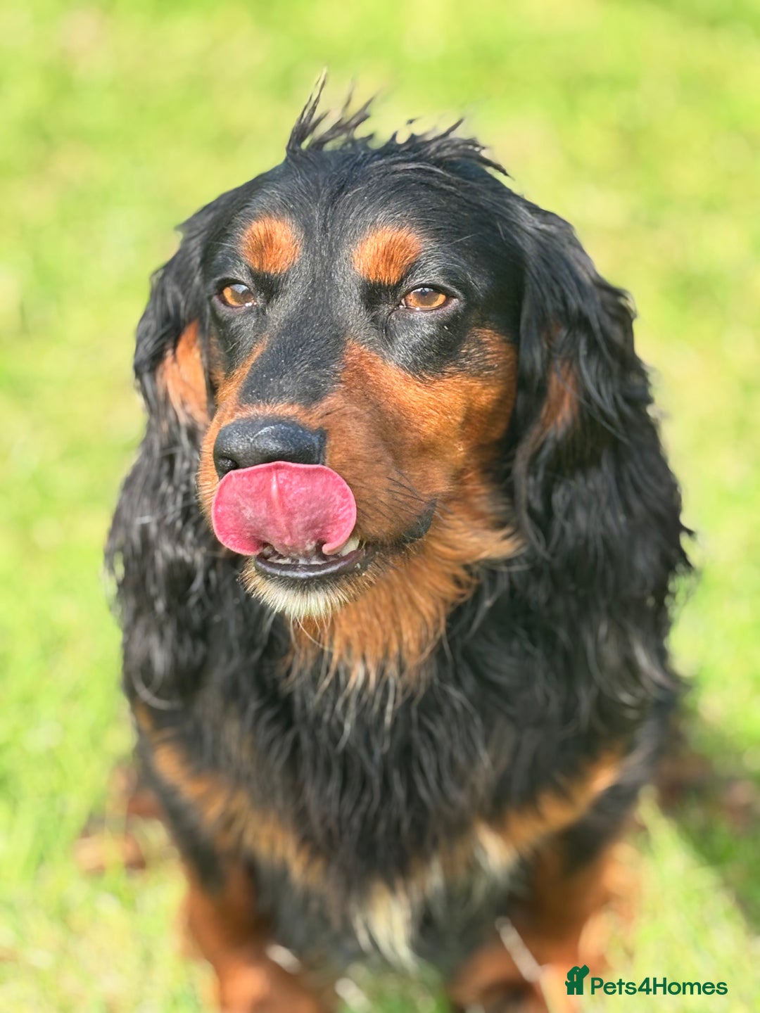 Cocker Spaniel dogs for stud: KC registered Champion bred working cocker  in Middlewich - Image 29