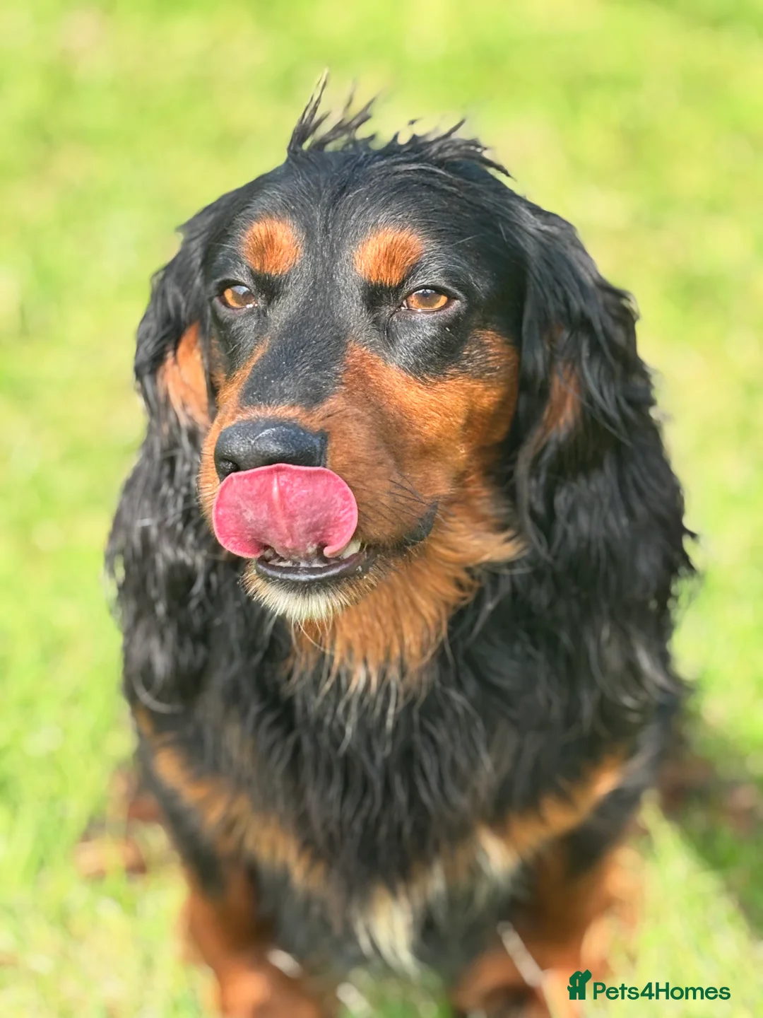 Cocker Spaniel dogs for stud: KC registered Champion bred working cocker  in Middlewich - Advert 29