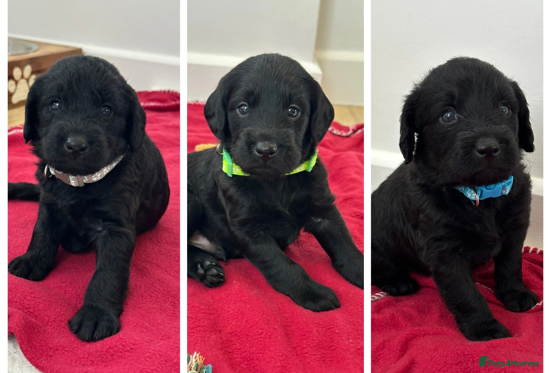 Labradoodle dogs Extensively Health Tested F1 Miniature Labradoodle - Advert 1
