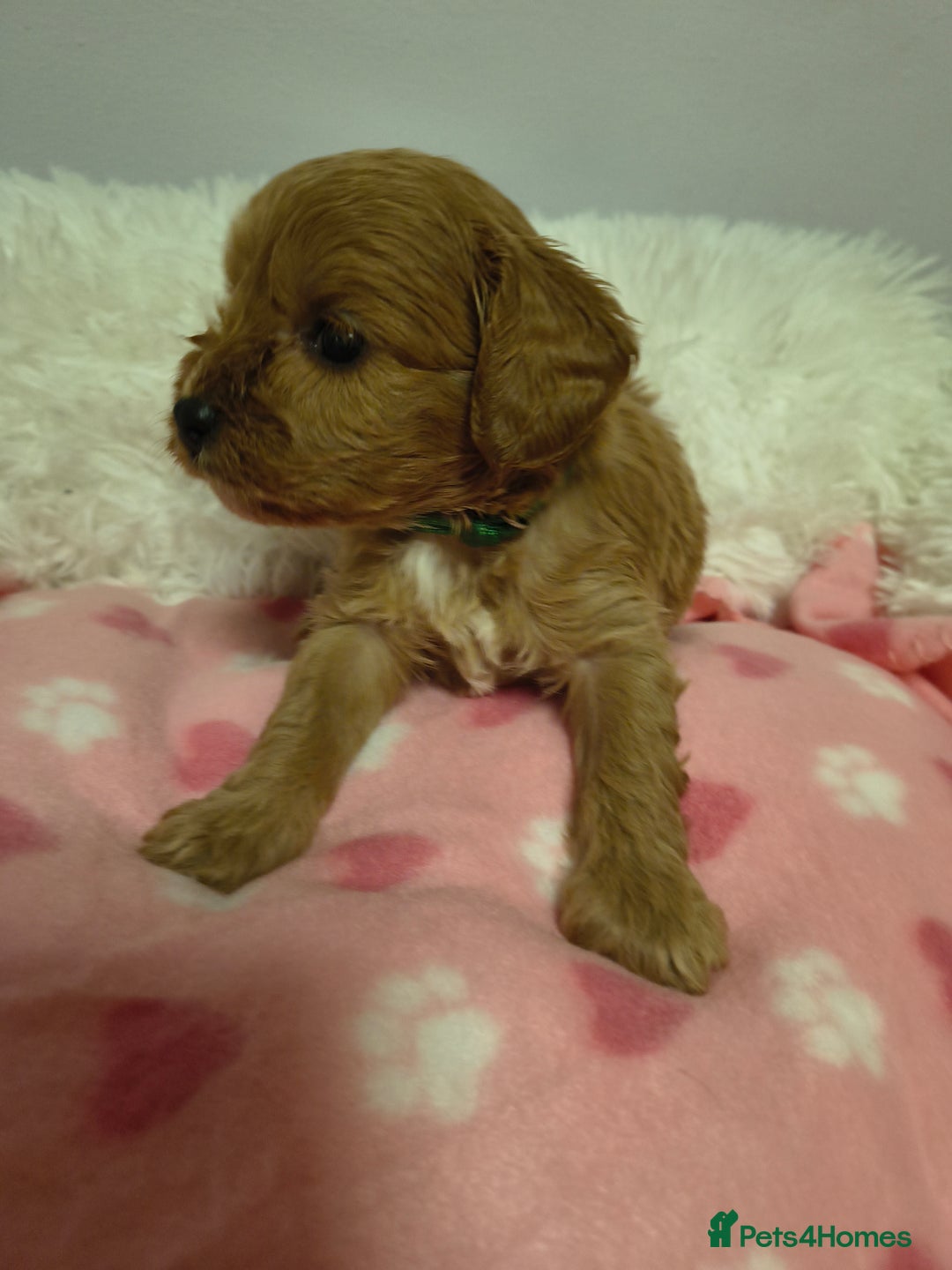 Cavapoo dogs for sale: Stunning litter of F1 cavapoo puppies,DWKC reg  - Advert 11