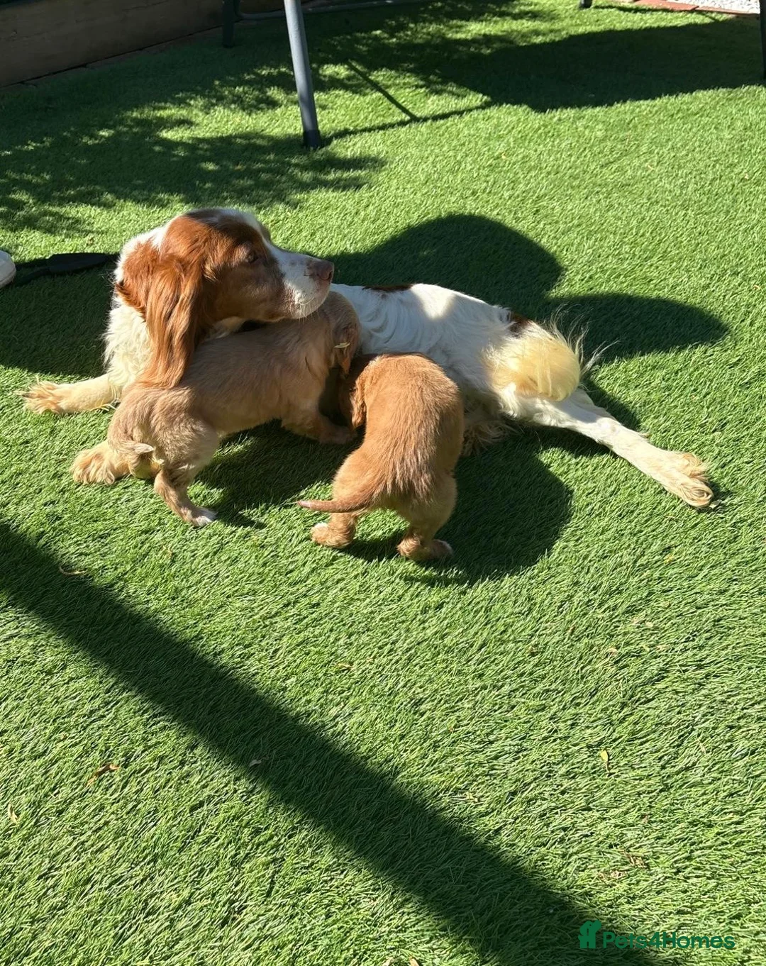 Cocker Spaniel dogs for sale: Ready now DNA health tested cocker spaniel pups - Advert 1