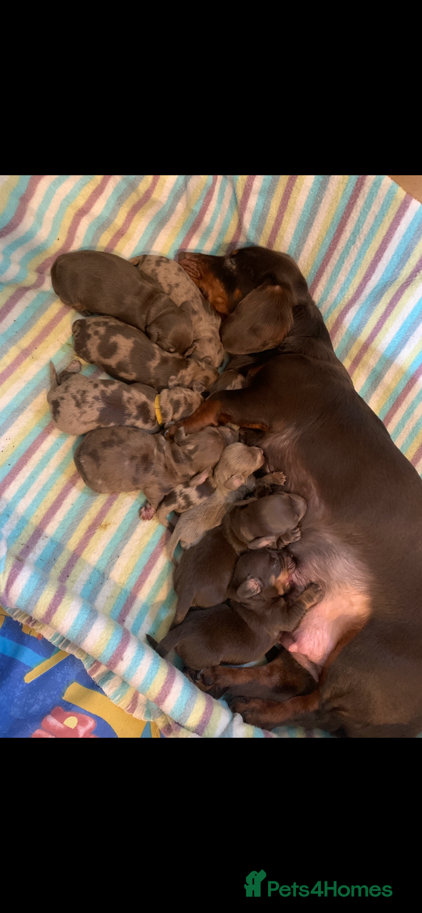 Dachshund dogs Adorable dachshund puppies  - Advert 1