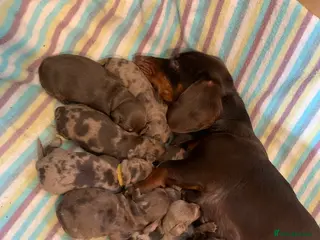 Dachshund dogs Adorable dachshund puppies - Advert 1