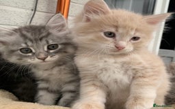 Siberian cats for sale: Siberian kittens for loving homes! - Image 2