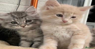 Siberian cats - Advert 12