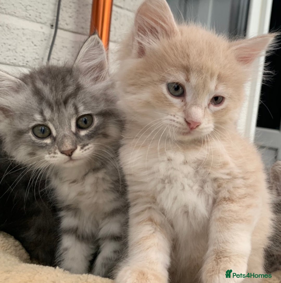 Siberian cats for sale: Siberian kittens for loving homes! - Image 2