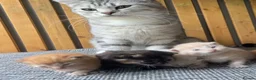 Abyssinian cats for sale: Beautiful British Shorthair x Abyssinian Kittens - Advert 2