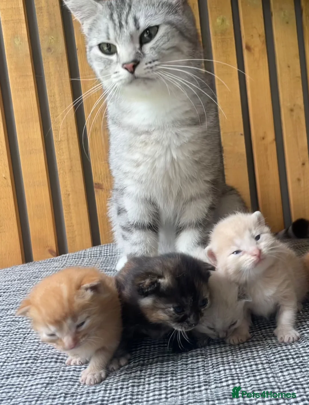 Abyssinian cats for sale: Beautiful British Shorthair x Abyssinian Kittens - Advert 2