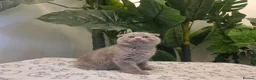 Scottish Fold cats for sale: Beautiful Scottish Fold & Straight Cross Kittens - Advert 6