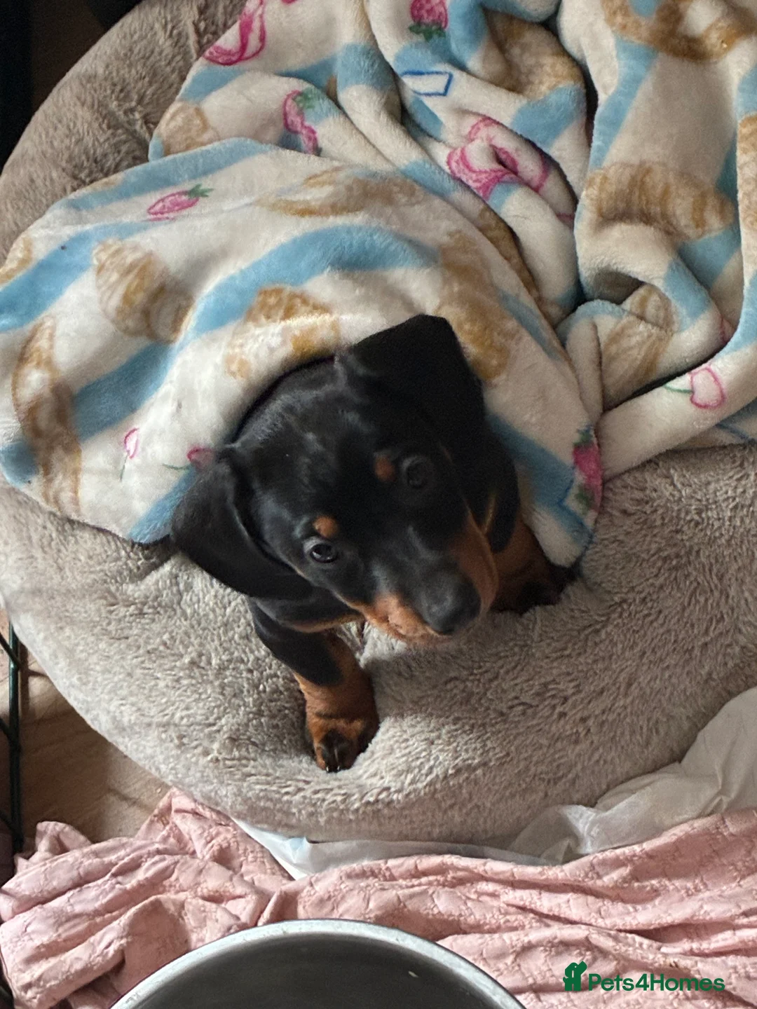 Dachshund dogs for sale: Last dachshund girl available  - Advert 2