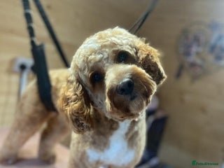 Cockapoo dogs in Addlestone - Advert 38