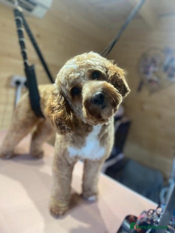 Cockapoo dogs in Addlestone - Advert 1