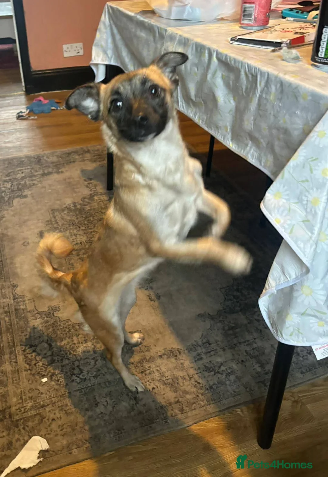 Mixed Breed dogs for adoption: Meet Foxy, currently residing in Barnsley  - Advert 2