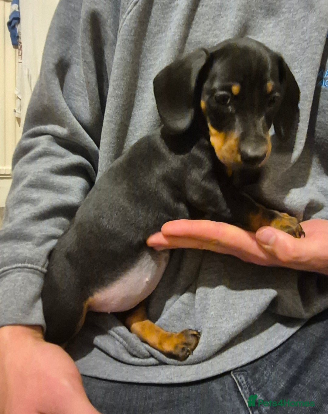 Dachshund dogs for sale: Beautiful dachshund puppies - Image 11