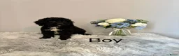 Cockapoo dogs for sale: Beautiful F1 Cockapoo Puppies - Ready Now - Advert 11