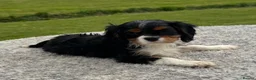 Cavalier King Charles Spaniel dogs for sale: Healthy DNA clear affectionate cuddly pups - Advert 16