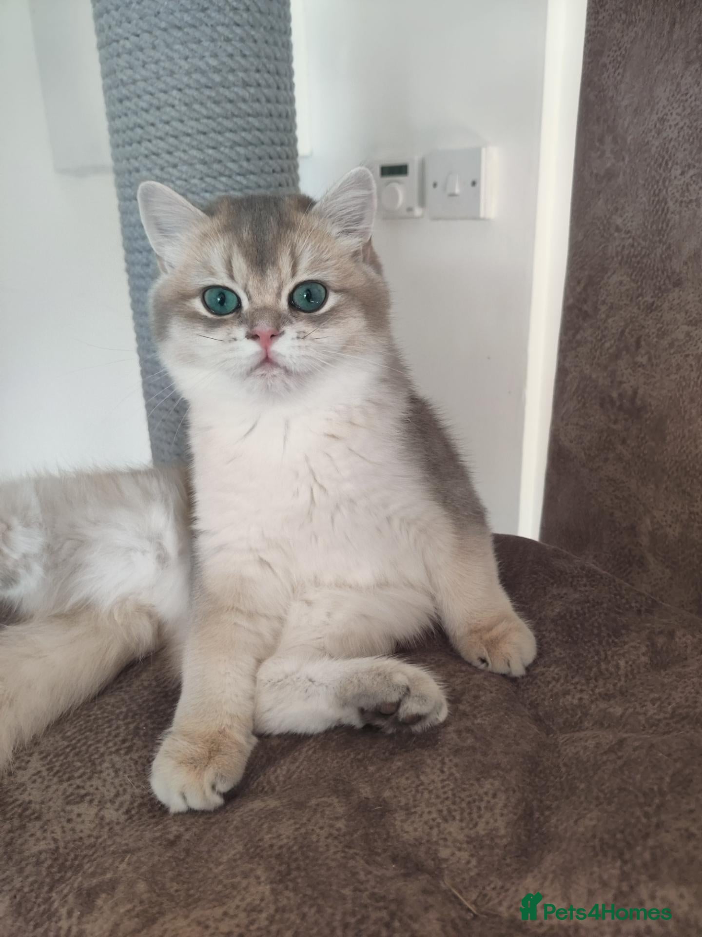 British Shorthair cats for sale: TICA reg British golden chinchilla male  - Advert 5