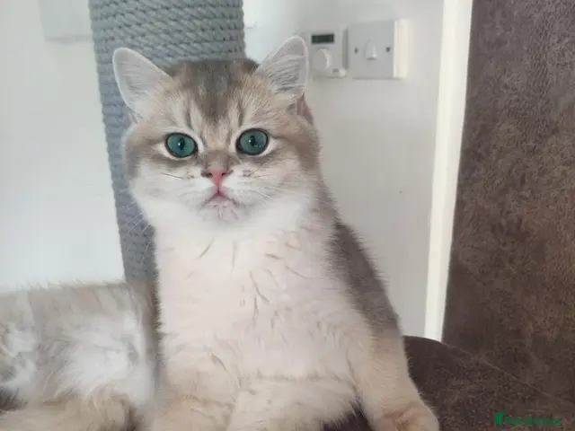 British Shorthair cats for sale: TICA reg British golden chinchilla male - Advert 5