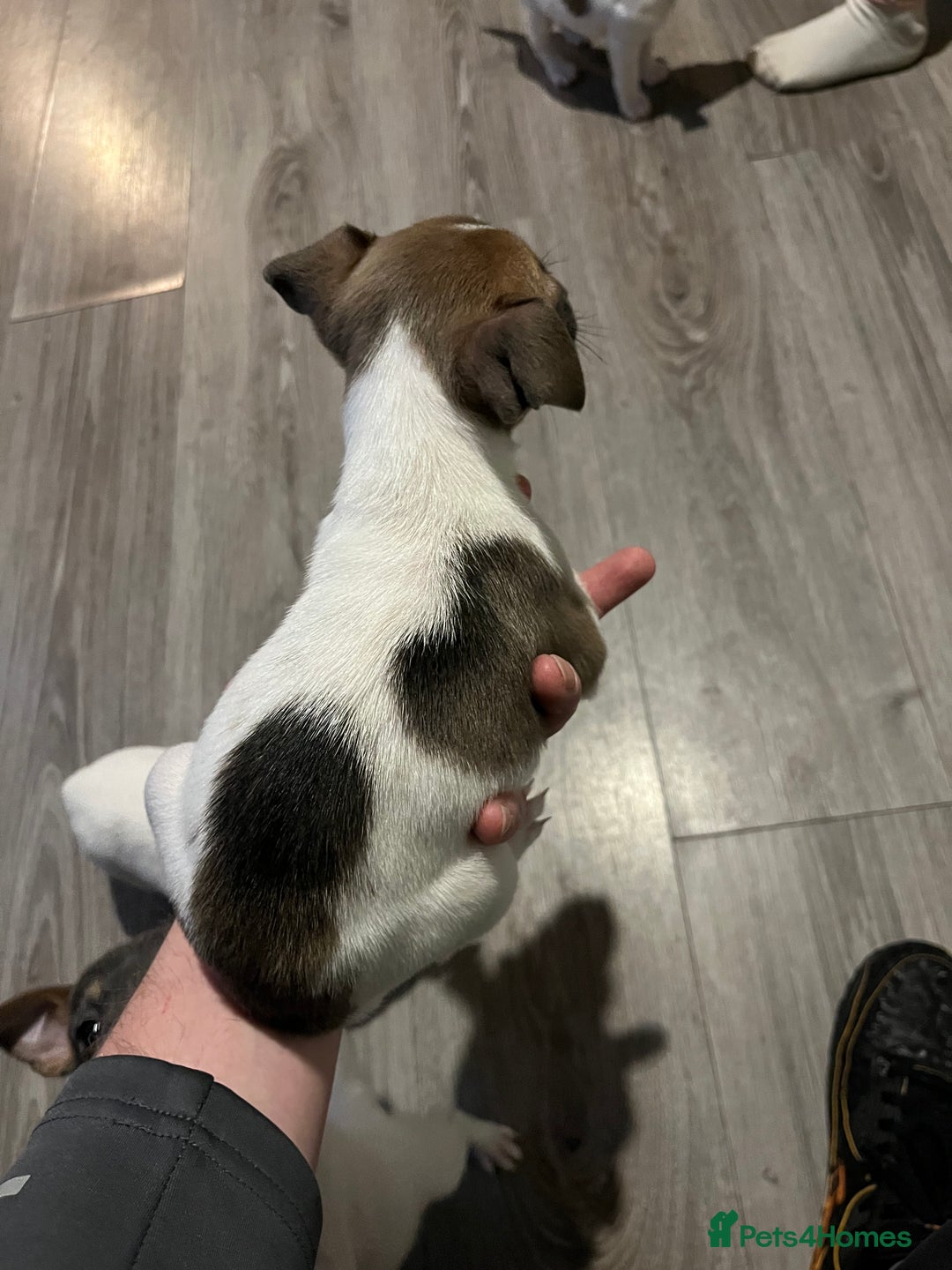 Jack Russell dogs for sale: 4 left!!! Blue/red tri JR puppies  - Advert 39