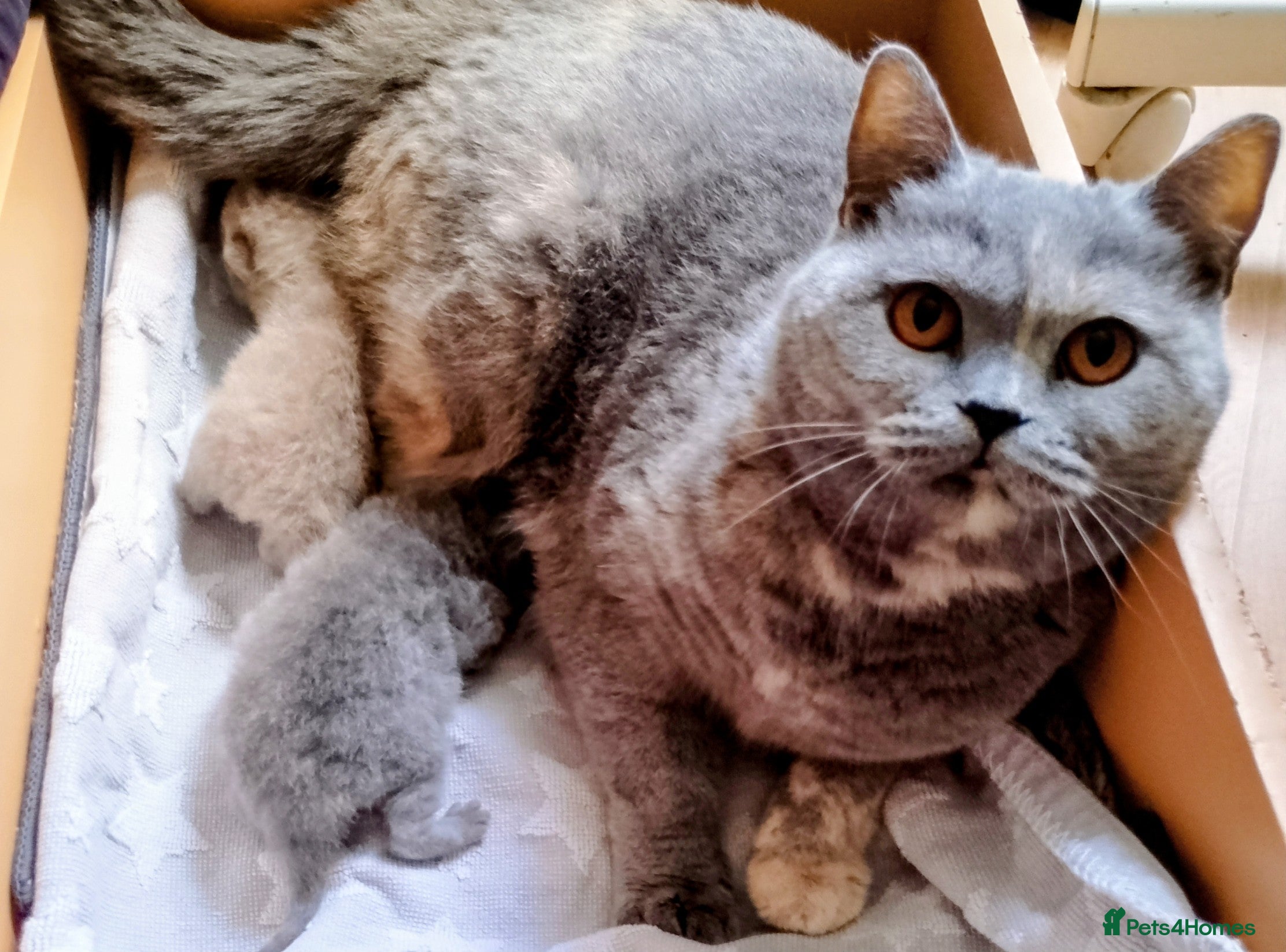 British Shorthair cats Beautiful and sweet pair of kittens. - Advert 1