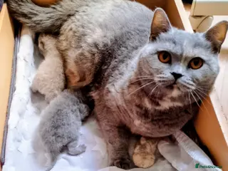 British Shorthair cats Beautiful and sweet pair of kittens. - Advert 1