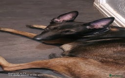 Belgian Shepherd Dog dogs for sale: Belgium malinois puppies  - Image 8