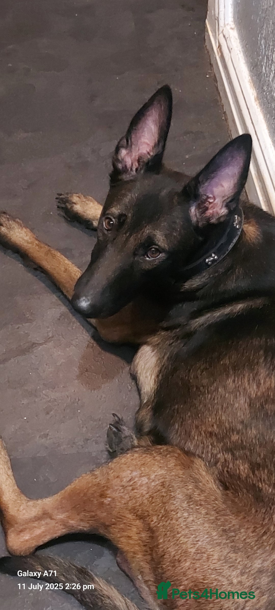 Belgian Shepherd Dog dogs for sale: Belgium malinois puppies  - Image 8