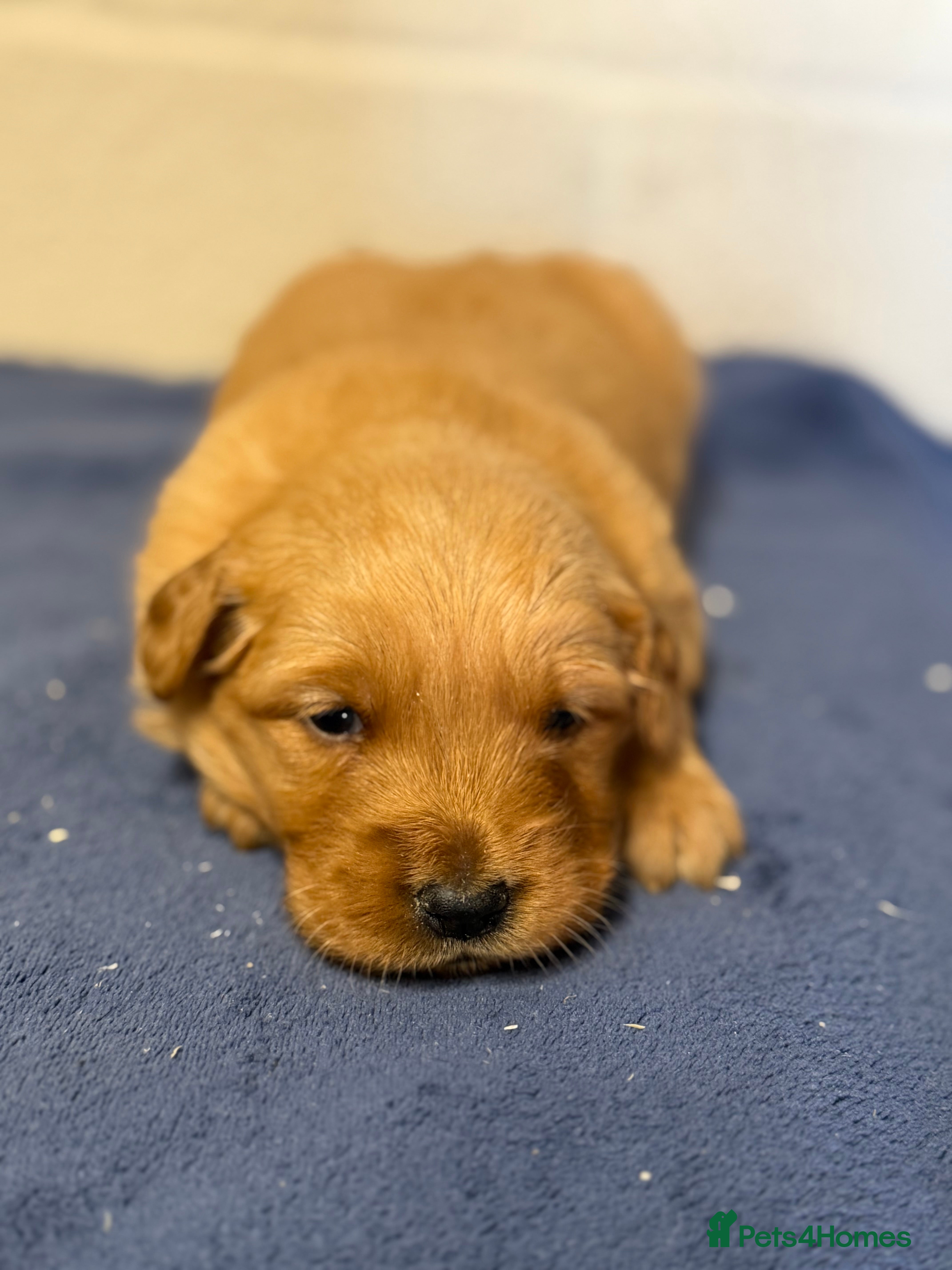 Golden Retriever dogs Beautiful, very dark KC working golden retrievers  - Advert 2