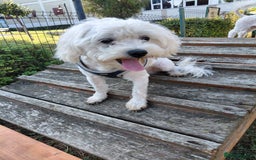Bichon Frise dogs for adoption: ALBANO, a Lovely Bichon Boy - for a Loving Home - Image 11