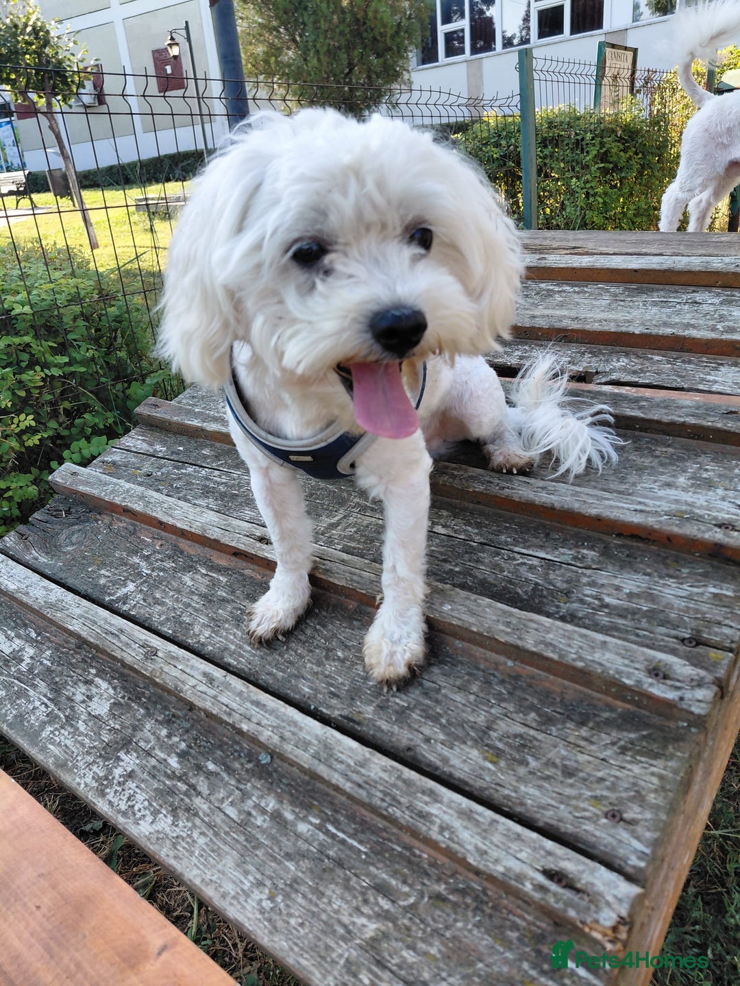 Bichon Frise dogs for adoption: ALBANO, a Lovely Bichon Boy - for a Loving Home - Image 11